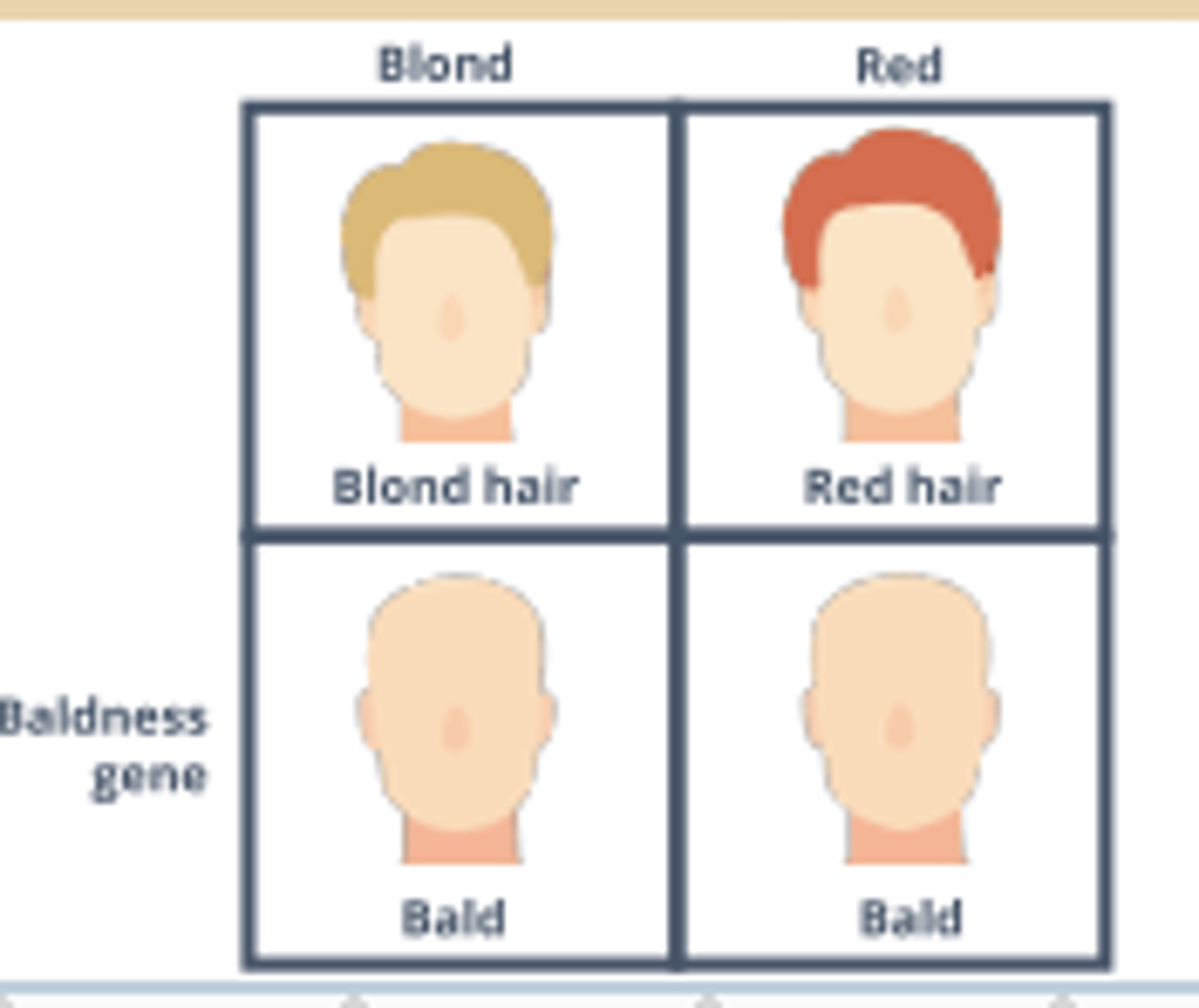 <p>One gene affects</p><p>the phenotypic expression</p><p>of an independently</p><p>inherited gene (e.g.,</p><p>baldness: 1st gene controls whether one is bald or not, and the 2nd controls the hair color)</p>