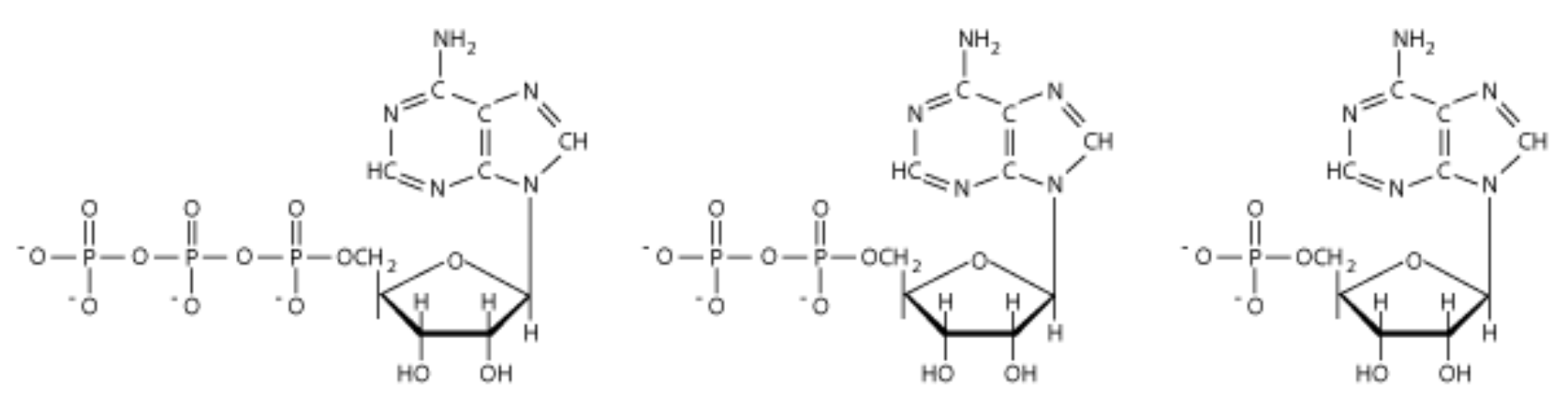 <p>ID these structures</p>