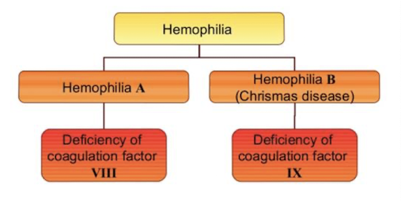 <p>X-linked hemophilias (A &amp; B)</p><p>autosomal factor deficiencies</p>