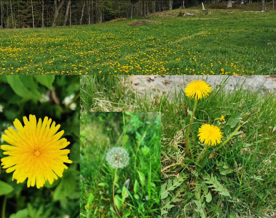 <p>Går att äta och använda för olika drycker. </p>