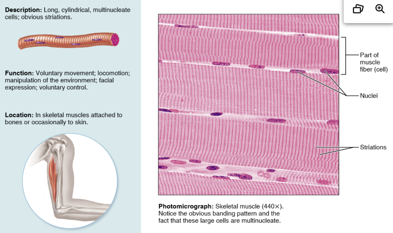 <p>packed by CT in organs</p>