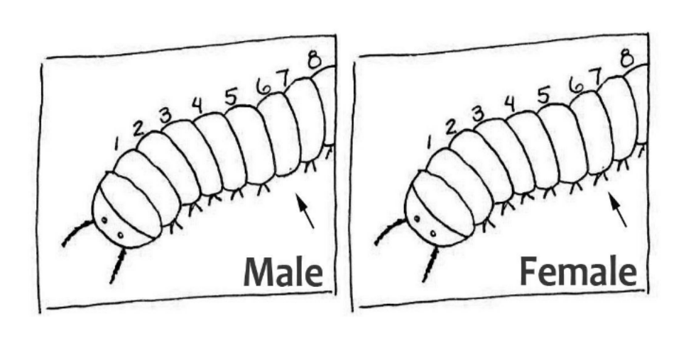 <p>A male millipede is missing the leg pair on the 6th segment from the head. </p>