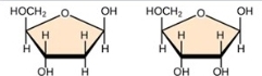 <p>left- dna; right- rna</p>