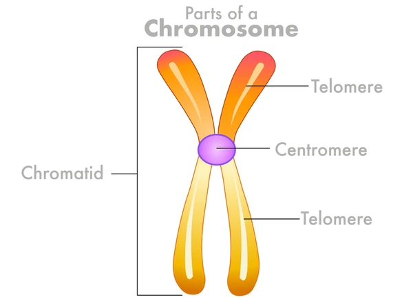 <p>Telomere - Ends of chromosome to protect tips from binding with other chromatids.</p><p>Centromere - Centre of chromosome holding it together.</p><p>Chromatid - Arms of the chromosome.</p>
