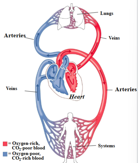 <ol><li><p><span style="background-color: transparent;"><strong><span>Heart:</span></strong><span> Pumps blood&nbsp;</span></span></p></li><li><p><span style="background-color: transparent;"><strong><span>Arteries: </span></strong><span>carries blood away from heart</span></span></p></li><li><p><span style="background-color: transparent;"><strong><span>Veins: </span></strong><span>carries blood toward the heart</span></span></p></li></ol><p></p>
