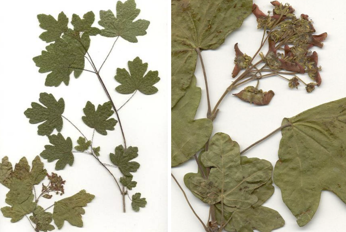 <p>Acer campestre</p>