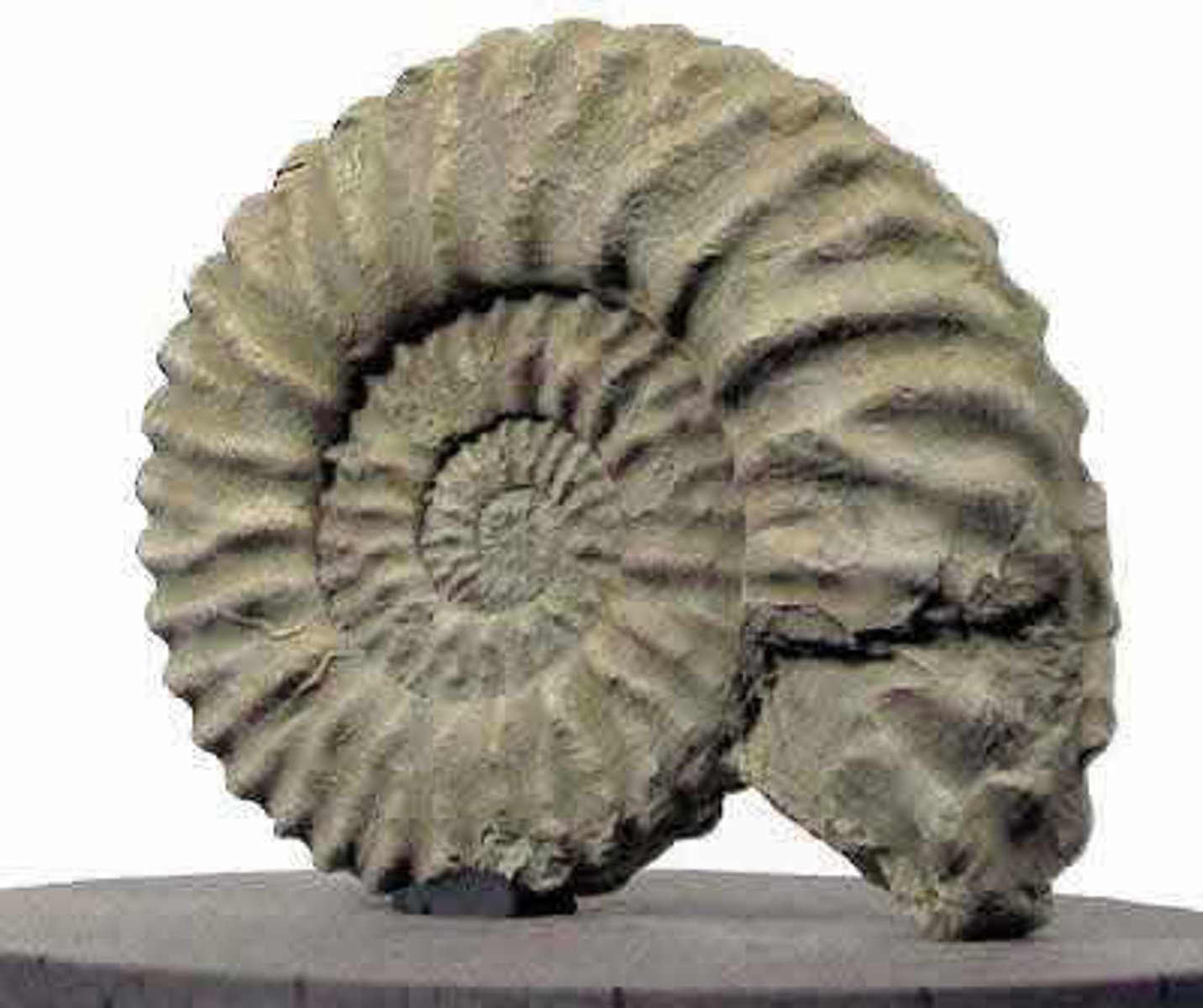 <p>A fossil known to have lived in a particular geologic age that can be used to date the rock layer in which it is found.</p>