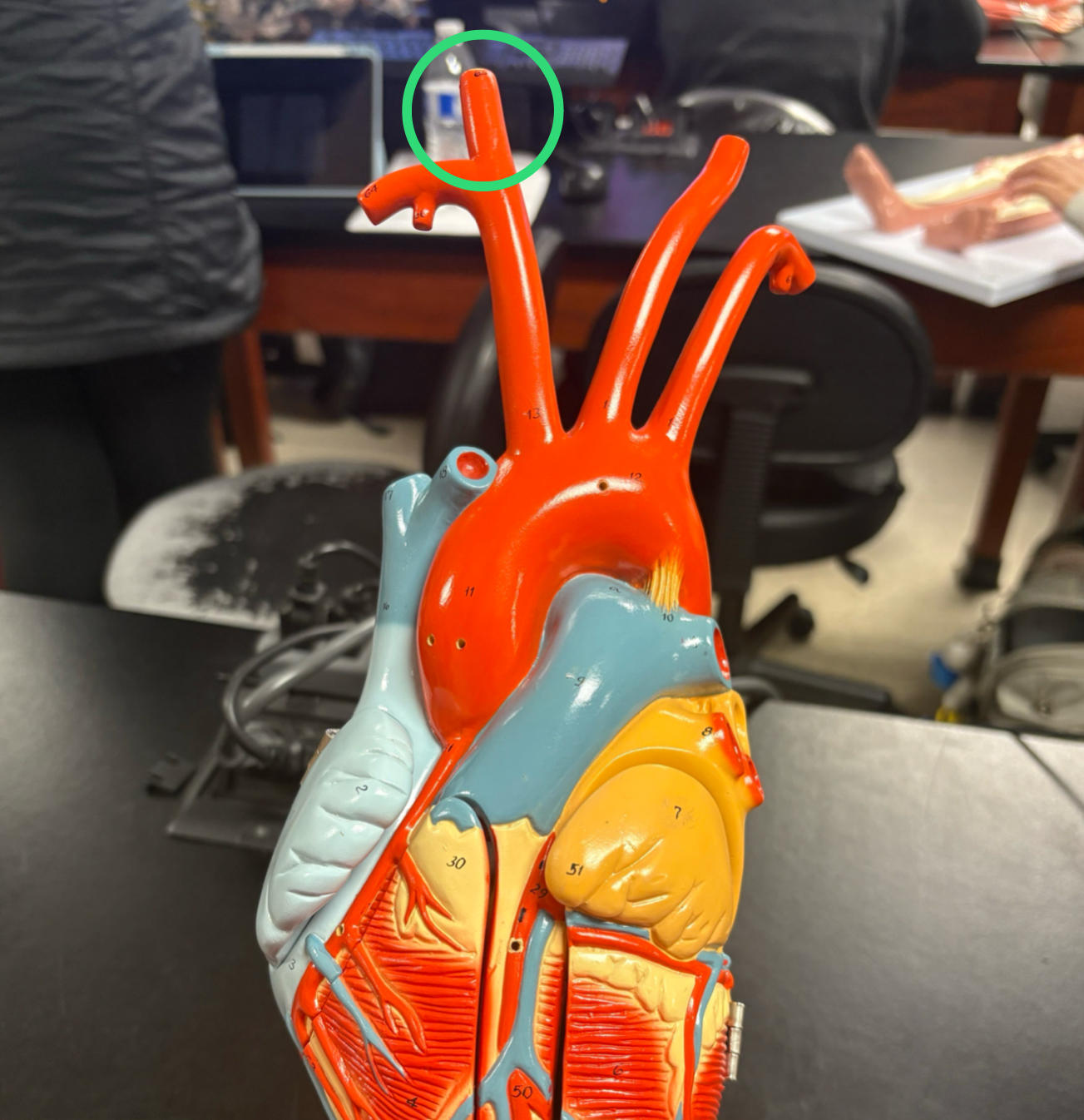<p>artery that splits straight off of brachiocephalic artery</p>