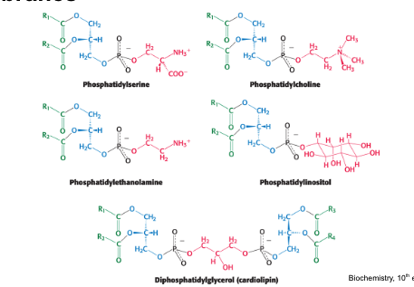<ul><li><p>phosphatidylserine</p></li><li><p>phosphatidylcholine</p></li><li><p>phosphatidylethanolamine</p></li><li><p>phosphatidylinositol</p></li><li><p>diphosphatidylglycerol</p></li></ul><p></p>