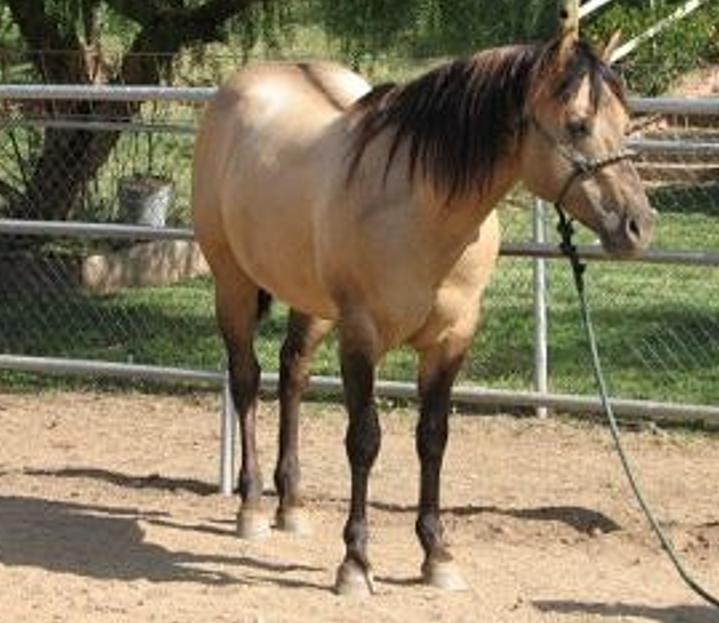 <p>What breed (pattern) is this horse?</p>