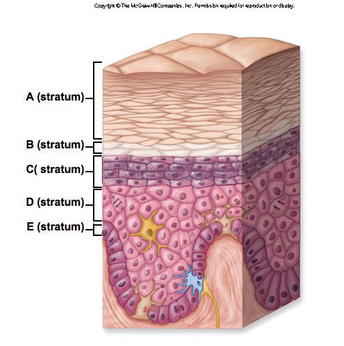 <p>Which epidermal strata is marked the letter E?</p>