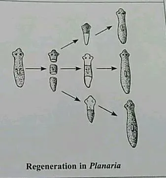 <p>Planaria and Hydra</p>