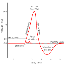 <ul><li><p><span>neuron firing, or “spikes”: change in charge</span></p></li><li><p><span>If the connection sends +ions in the cell (Na+), it becomes more positive</span></p></li><li><p><span>If positive enough (-55 mV) threshold of excitation occurs</span></p></li><li><p><span>The neuron “fires”</span></p></li><li><p><span>Sending the charge, rapidly to a peak of +40 mV</span></p></li><li><p><span>Depolarization</span></p></li><li><p><span>Repolarization- potential moves back to resting potential</span></p></li><li><p><span>Hyperpolarization- briefly becomes more negative</span></p></li><li><p><span>Once started, neuron cannot fire again until back to resting state</span></p></li><li><p><span>Some connections can make the cell more positive (sending +ions into the cell)</span></p></li><li><p><span>Some connections can make the cell more negative (sending -ions into the cell)</span></p><ul><li><p><span>Hyperpolarizing the neuron</span></p></li><li><p><span>Taking it further away from having an action potential (inhibition)</span></p></li></ul></li><li><p><span>“All or nothing”</span></p><ul><li><p><span>Was the threshold of excitation reached?</span></p></li></ul></li><li><p><span>Magnitude isn’t different with stimuli, but rate of firing is</span></p></li></ul><p></p>