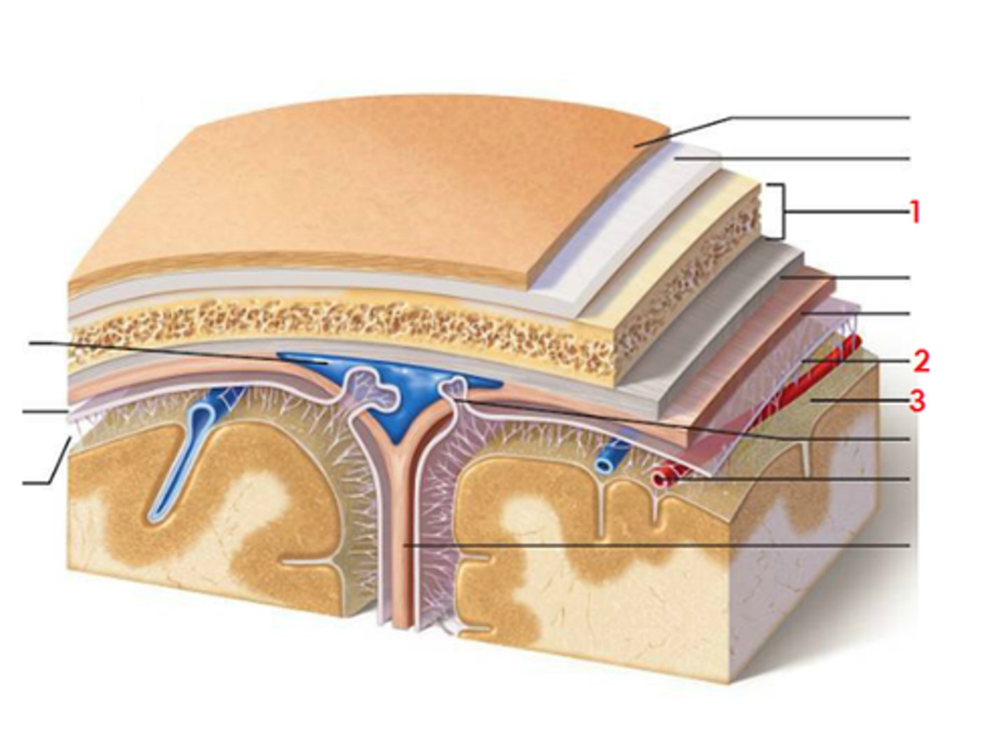 <p>thin, transparent membrane that cushions the central nervous system</p>