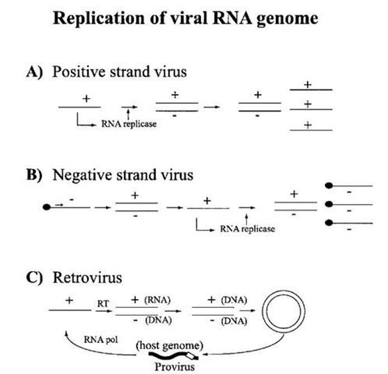 <p>False. The Negative Sense RNA Viruses must use an RNA Replicase that the virus itself carries.</p>