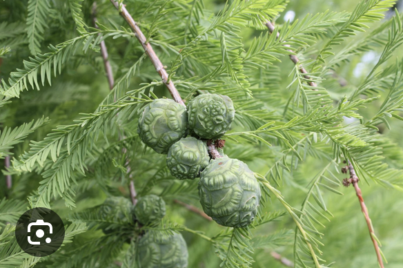 <p><em>Taxodium distichum</em></p><p>Cupressaceae</p>