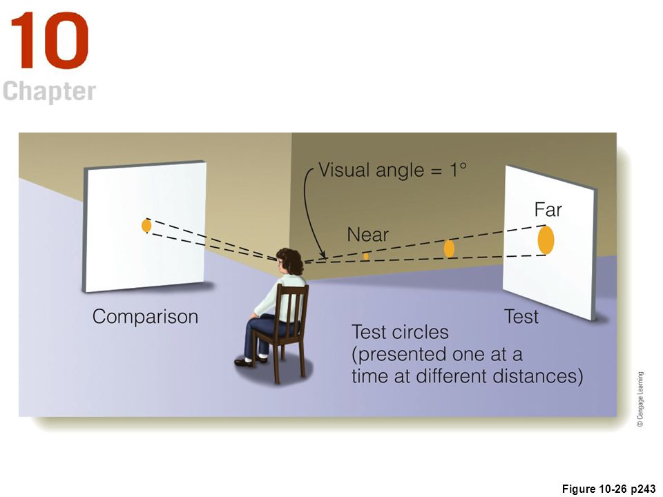 <p>investigated how observers accurately estimate the size of objects</p><p>investigated how <strong>depth</strong> cues influence <strong>size</strong> judgements</p><p>observers sat at an intersection of 2 corridors and could view a test circle in one corridor and comparison circle in the other corridor</p><p>their task was to adjust the size of the comparison circle to match the size of the test circle</p><p>the test circles were of different sizes but were presented at different distances so that their angular size was always the same</p><p>condition 1, observers determine depth using binocular disparity, motion parallax, and shadows</p><p>condition 2, observers view test circle with 1 eye to remove binocular disparity</p><p>condition 3, observers view test circle through peephole to remove binocular disparity and motion parallax cues</p><p>condition 4, observers view circles through peephole and drapes/curtains to remove shadows</p><p>when there are sufficient depth cues, the size of the test patch can be accurately estimated, but when there are no sufficient depth cues, apparent size is biased towards visual angle, so <strong>further </strong>away test patches are perceived as <strong>smaller </strong>than they really are</p>