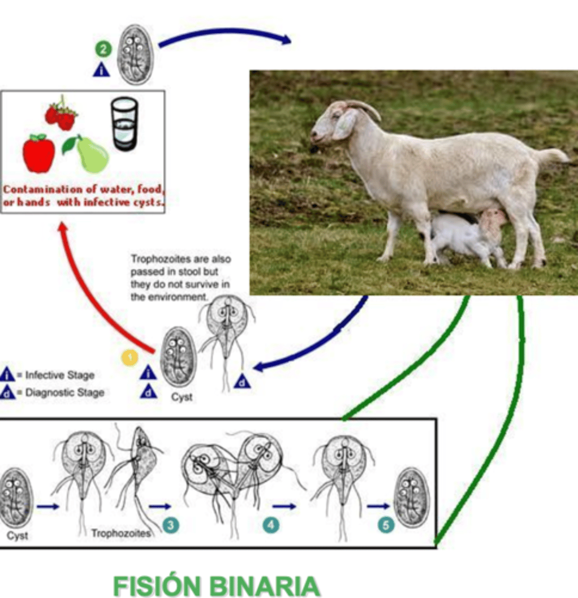 <p>ciclo directo</p><p>- forma infectante: quistes</p><p>- a veces zoítos en heces</p>