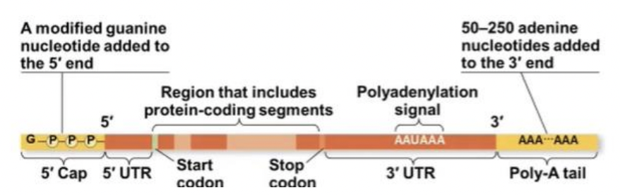 <p>The 5’ end receives a modified nucleotide 5’ cap &amp; The 3’ end gets a poly-A tail</p>