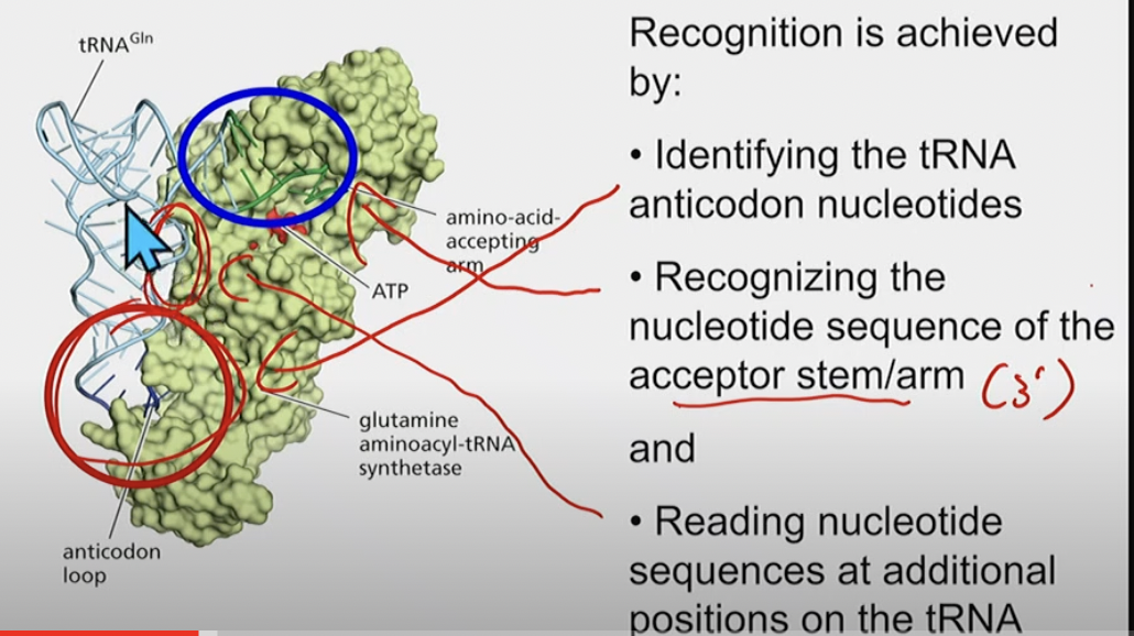 * identifies (since it has to bind to) anticodon nucleotides
* recognizes the nucleotide sequence of the 3’ acceptor stem/arm (where amino acid is added)
* reading nucleotide sequences at additional positions on the tRNA
