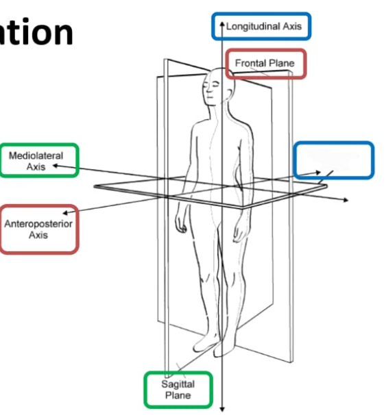 <p>Transverse plane</p>