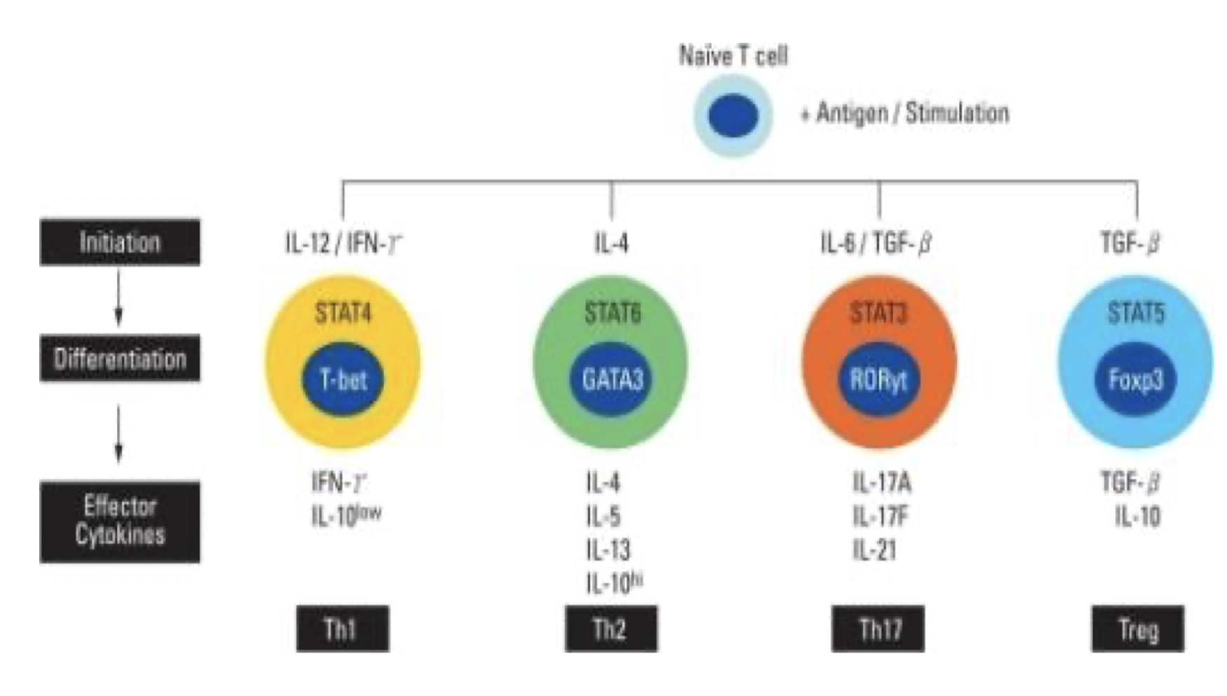 <p><strong>Th1 Differentiation</strong>:</p><p class="p2">•<span> </span><strong>Cytokines involved</strong>: Interleukin-12 (<strong>IL-12</strong>) and Interferon-gamma (<strong>IFN-γ</strong>).</p><p class="p2">•<span> </span><strong>Function</strong>: Th1 cells promote cellular immunity, mainly by activating macrophages and enhancing the cytotoxic activity of CD8+ T cells. They are crucial for fighting intracellular pathogens like viruses and certain bacteria.</p><p class="p2">•<span> </span><strong>Key Transcription Factor</strong>: <strong>T-bet</strong> (encoded by the TBX21 gene) is induced by IL-12 and IFN-γ, promoting the differentiation of Th1 cells and the production of IFN-γ.</p><p class="p1">2.<span> </span><strong>Th2 Differentiation</strong>:</p><p class="p2">•<span> </span><strong>Cytokines involved</strong>: Interleukin-4 (<strong>IL-4</strong>).</p><p class="p2">•<span> </span><strong>Function</strong>: Th2 cells are important for humoral immunity and defense against extracellular pathogens, particularly helminths. They activate B cells to produce antibodies, particularly IgE, and support eosinophil responses.</p><p class="p2">•<span> </span><strong>Key Transcription Factor</strong>: <strong>GATA3</strong>, which is activated by IL-4 signaling, drives Th2 differentiation and promotes the expression of cytokines such as IL-4, IL-5, and IL-13.</p><p class="p1">3.<span> </span><strong>Th17 Differentiation</strong>:</p><p class="p2">•<span> </span><strong>Cytokines involved</strong>: Transforming growth factor-beta (<strong>TGF-β</strong>), IL-6, and IL-23.</p><p class="p2">•<span> </span><strong>Function</strong>: Th17 cells are involved in defending against fungal and bacterial infections and play a role in autoimmune diseases. They promote inflammation by secreting cytokines like IL-17, which recruit neutrophils and mediate tissue inflammation.</p><p class="p2">•<span> </span><strong>Key Transcription Factor</strong>: <strong>RORγt</strong> (retinoic acid receptor-related orphan receptor gamma t), which is induced by TGF-β and IL-6, leads to the differentiation of Th17 cells.</p><p class="p1">4.<span> </span><strong>Treg Differentiation</strong> (Regulatory T cells):</p><p class="p2">•<span> </span><strong>Cytokines involved</strong>: TGF-β and IL-2.</p><p class="p2">•<span> </span><strong>Function</strong>: Tregs are crucial for maintaining immune tolerance and preventing autoimmunity. They suppress excessive immune responses and regulate other immune cells to maintain homeostasis.</p><p class="p2">•<span> </span><strong>Key Transcription Factor</strong>: <strong>FoxP3</strong>, which is induced by TGF-β, is essential for the differentiation and function of Treg cells.</p><p class="p1">5.<span> </span><strong>Th9 and Th22 Differentiation</strong>:</p><p class="p2">•<span> </span><strong>Th9</strong>: Induced by IL-4 and TGF-β, Th9 cells are associated with immune responses against helminths and tumors, and they produce IL-9.</p><p class="p2">•<span> </span><strong>Th22</strong>: Induced by IL-6, Th22 cells produce IL-22 and play a role in skin immunity and inflammation.</p>