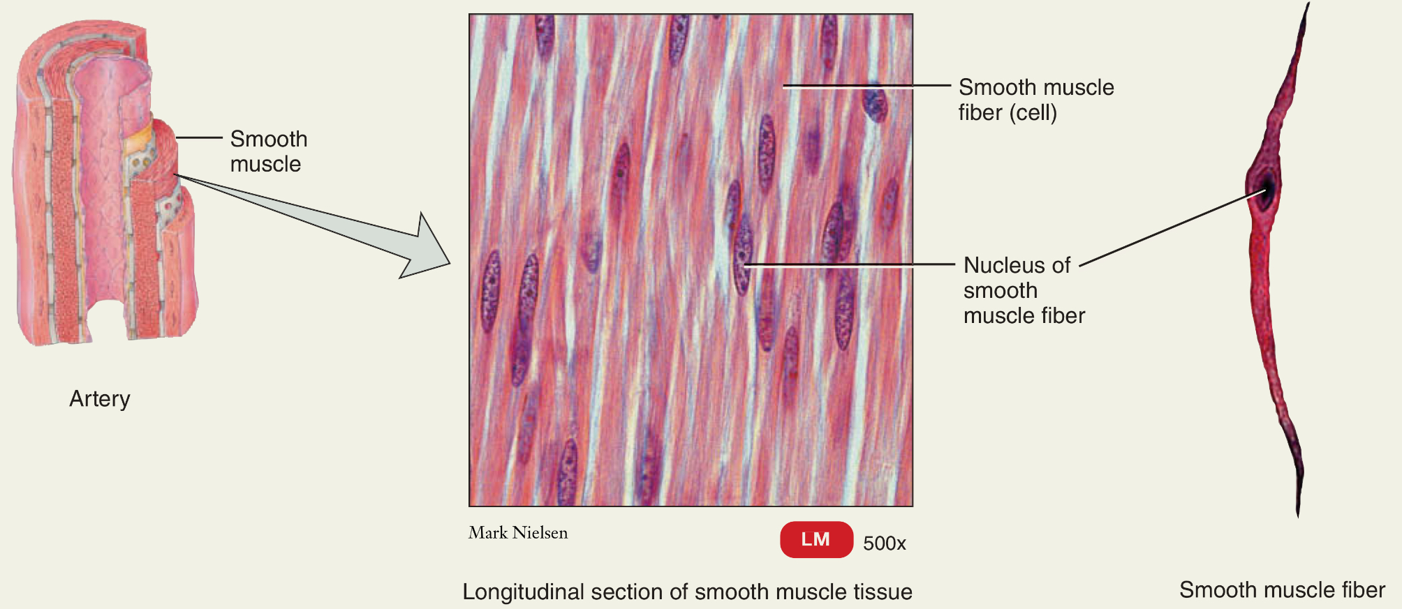 <p>Motion </p><p>Not striated </p><p>Involuntary control </p>