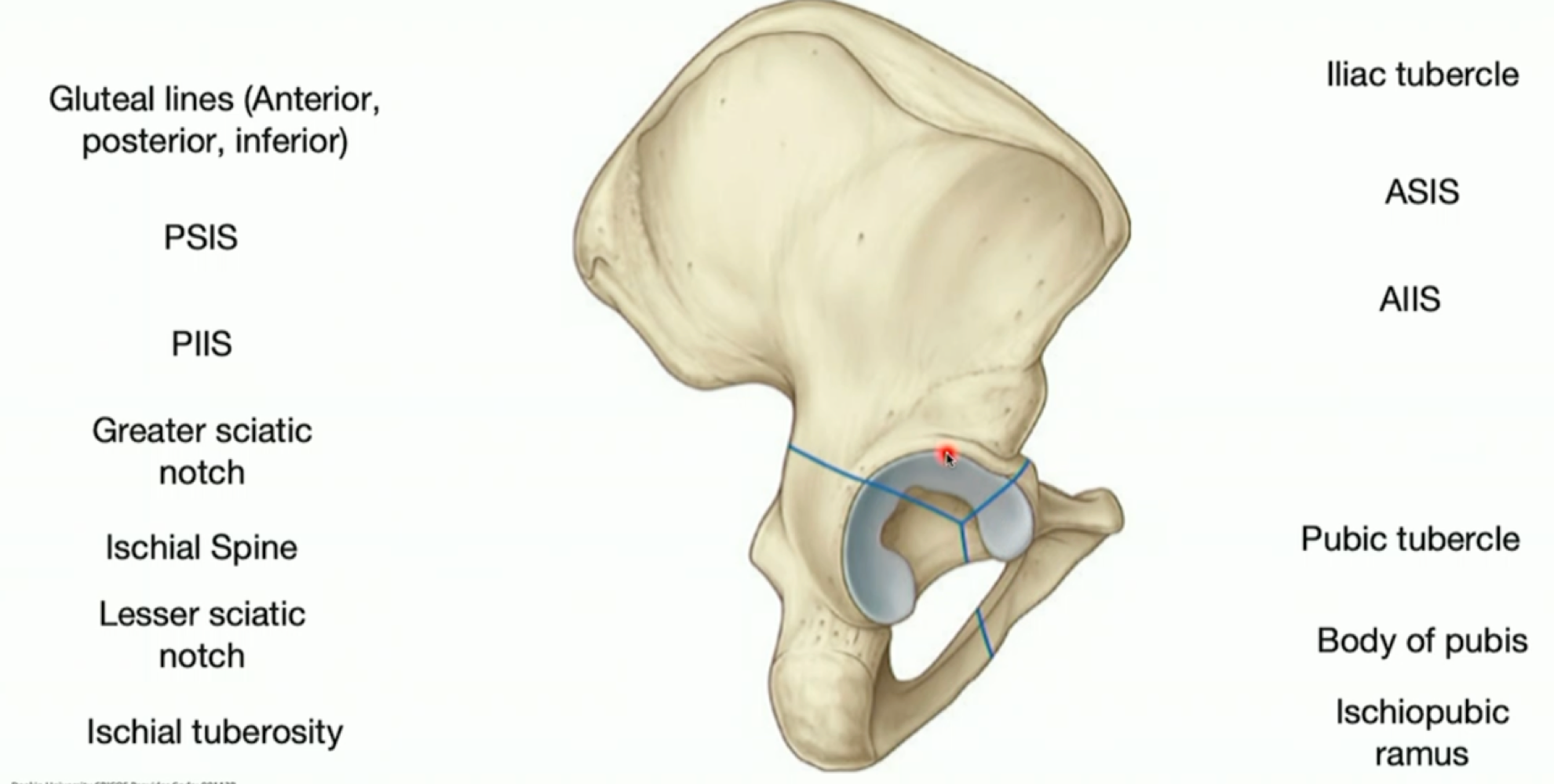 <p>label the pelvis; additionally label the gluteal fossa, acetabulum notch and fossa.</p>