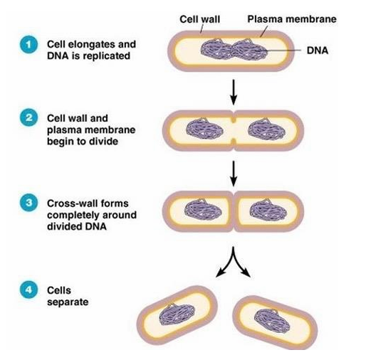 <p>Es exponencial</p><p>Normalmente de un día a otro ya tenemos un cultivo crecido</p>