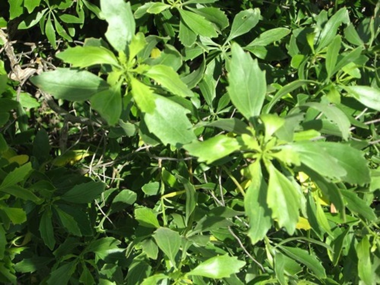 <p>Shrub with thick, toothed leaves and fluffy white seed heads in fall; Sandy Hook, Cheesequake.</p>