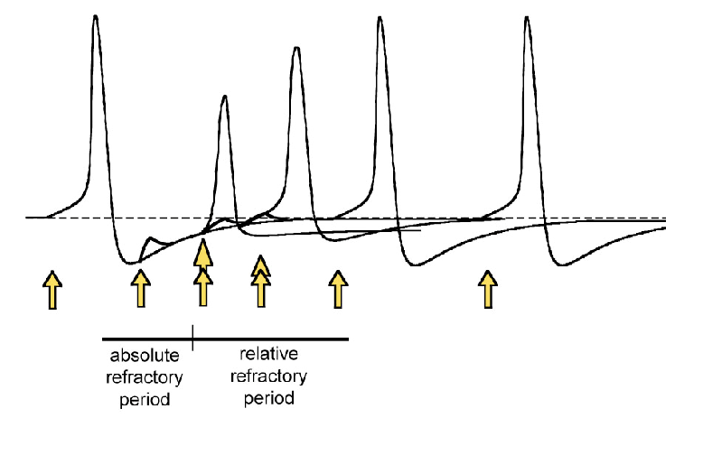 <p>larger</p><p>such an action potential will have a reduced amplitude since the influx of Na+ is partially counteracted by the K+ efflux. The amplitude will return to normal when voltage gated K+ channels have completely closed</p>