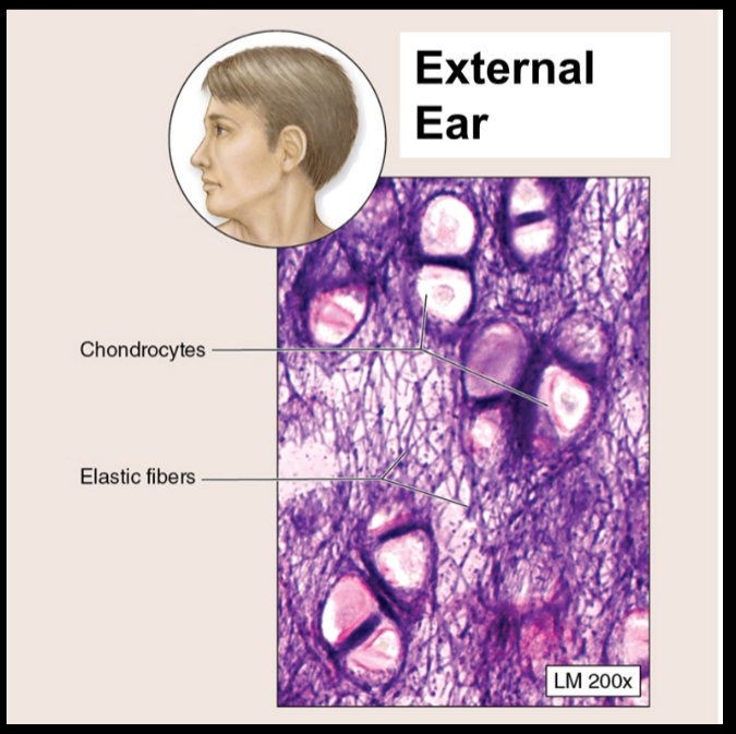 <ul><li><p>elastic fibers make elastic cartilage resilient and flexible</p></li></ul><p></p>
