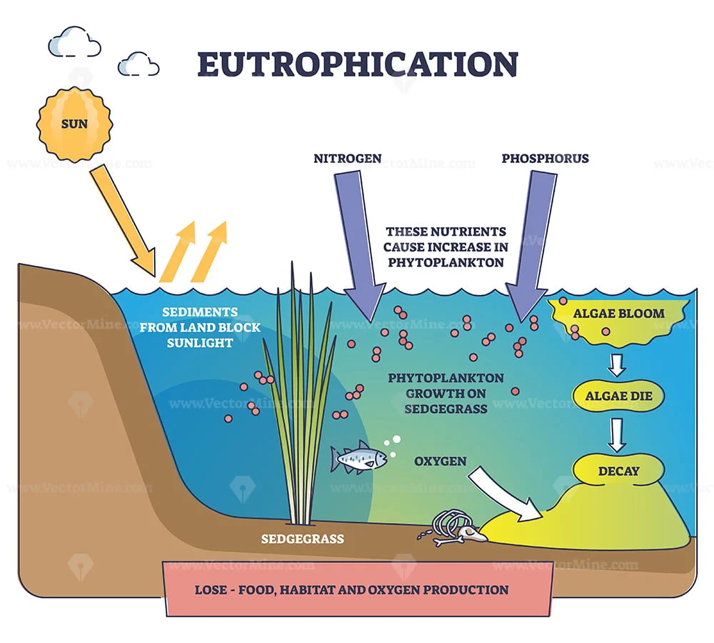 <ul><li><p>super bloom of algae due to nitrogen and phosphorus increase from runoff causes decomposers to over-consume oxygen and creates a dead zone</p></li></ul><p></p>