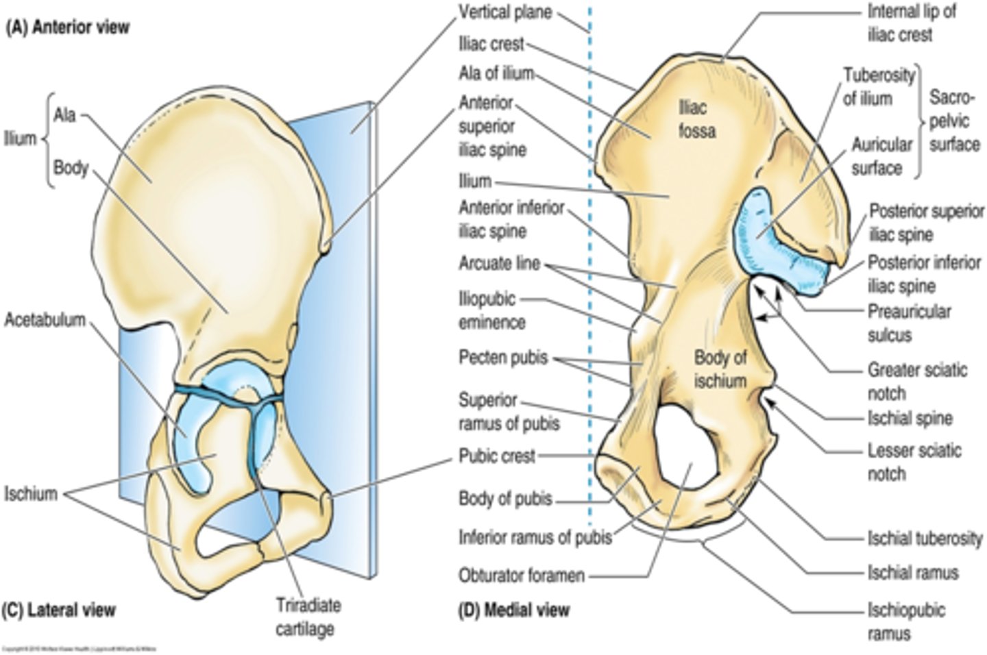 <p>What does the body of the ischium help form? </p>