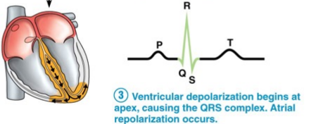 Ventricular depolarization begins at the apex. This causes the QRS complex. Additionally, atrial repolarization occurs.
