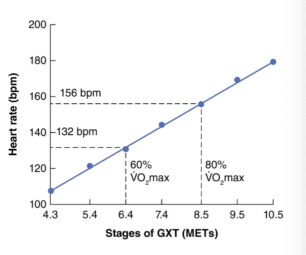 <ul><li><p>HR from a maximal graded exercise test (GXT) is plotted against VO2 of each stage</p></li><li><p>HR at 60 to 80% VO2 max represent THR range</p></li></ul><p></p>