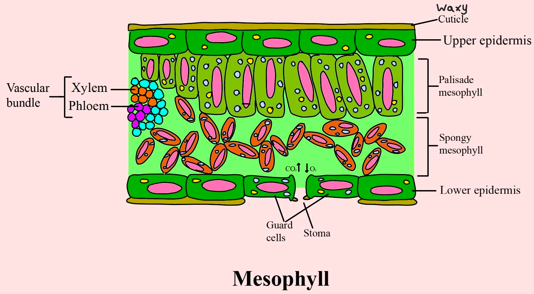 knowt flashcard image