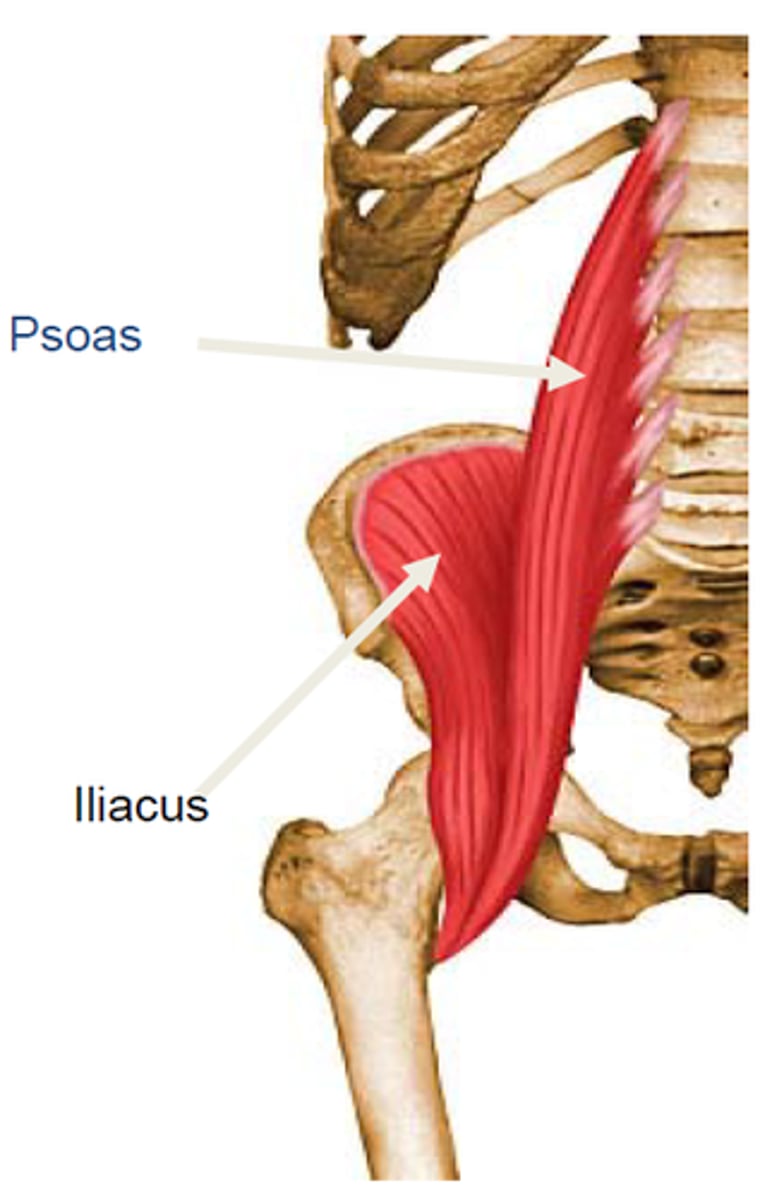 <p>A: flexion of the thigh and medial rotation of the femur</p><p>O: iliac fossa, ala of sacrum and vertebrae (T12-L5)</p><p>I: lesser trochanter (femur)</p>