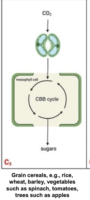 <p>It’s the most common pathway done by plants <strong>where the 1st product of CO2 fixation is a 3-C compound</strong> <strong>(3-phosphoglycerate). 3-PGA</strong></p>