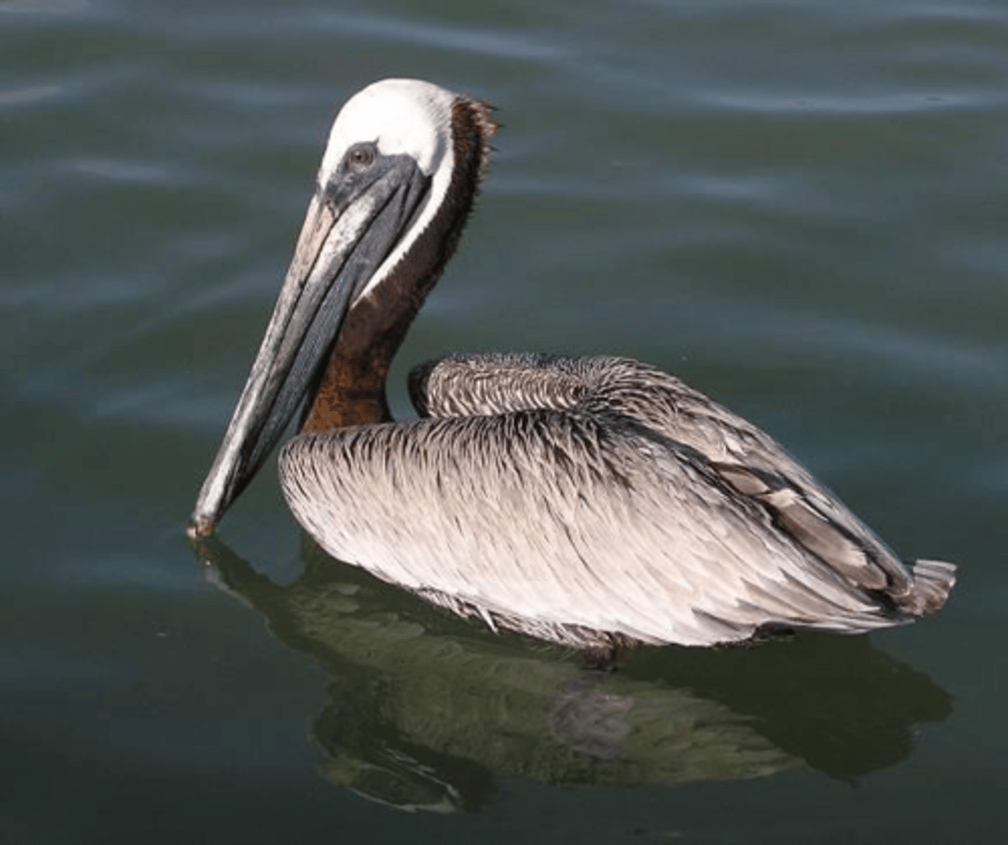 <p>Brown Pelican </p>