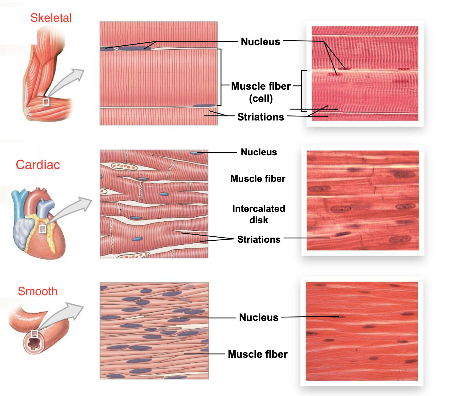
 1. Fibers are smaller than skeletal muscle, branched, and uninucleate (one nucleus)
 2. Cells are joined in series by junctions called intercalated disks
 3. Striated, sarcomeres, involuntary 
 4. Action potentials are longer so only twitch contractions
 5. Contraction is due to myosin/actin cross bridges stimulated by calcium
 6. Regulated by autonomic nervous system
 7. Cells electrically linked via gap junctions (all cells linked will contract together as a unit)
 8. Some cells exhibit pacemaker potentials
 9. Under sympathetic and parasympathetic control as well as hormone control
10. Contraction via sliding filaments
11. Cardiac myocytes contract as a unit and heart functions as a pump

    
    1. Cycles of contraction and relaxation