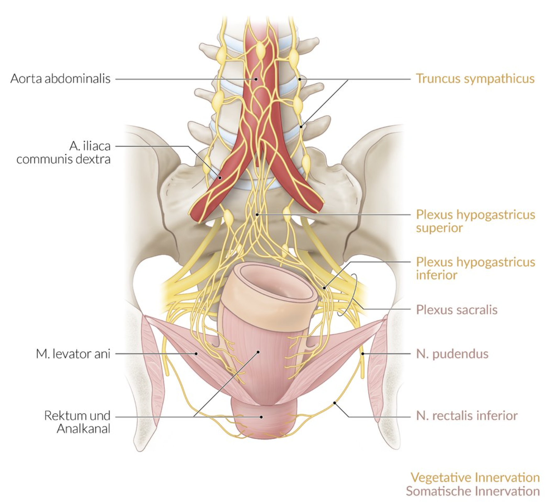 <p>E. Inferior hypogastric plexus (Plexus hypogastricus inferior)</p>