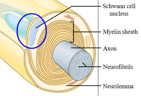 <ul><li><p>Unmyelinated regions of a myelinated axon. </p></li><li><p>The voltage-gated Na⁺ channels are clustered here. </p></li><li><p>There are very few voltage-gated Na⁺ channels along the axon in the myelinated region. </p></li><li><p>The other area where voltage-gated Na⁺ channels are clustered is the axon hillock, which is also unmyelinated. </p></li></ul><p></p>