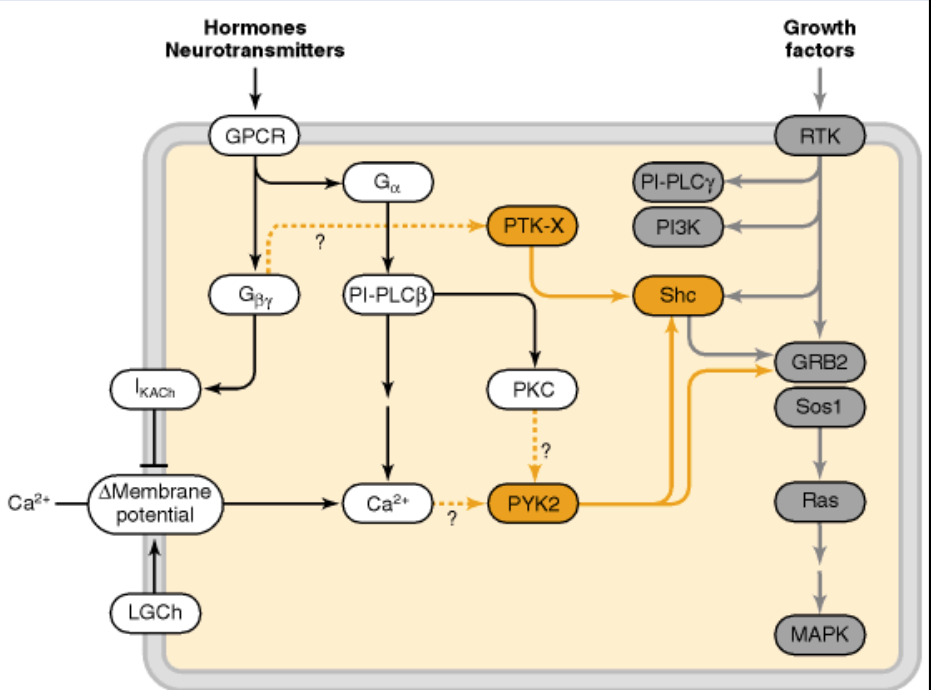 <p><strong>crosstalk </strong>(<span><strong><em><span>Signaling pathways interconnect)</span></em></strong></span></p>