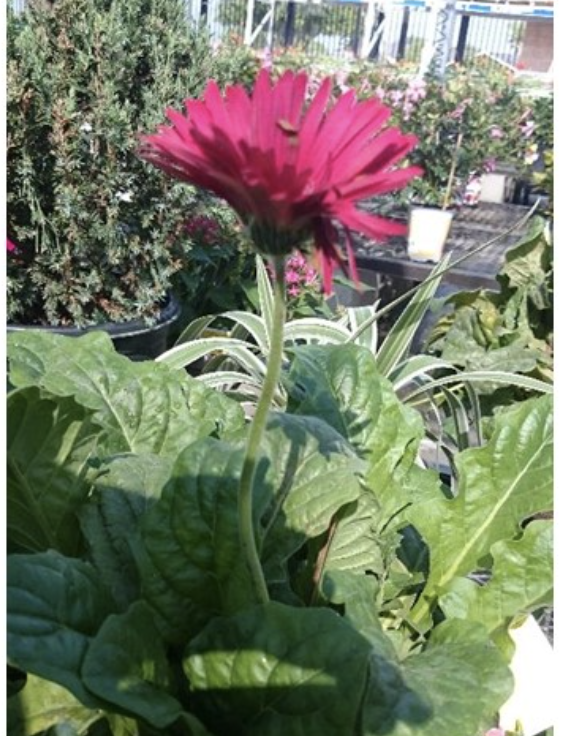 <p><span>Which shape does the flower represent (funnelform, tubular, cruciform, rotate, ligulate)?</span></p>