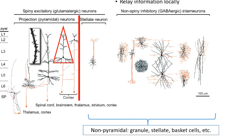 <p>pyramidal neurons are spiny, _______ (glutamatergic), <em>_____</em> cells are also spiny excitatory but are non-______, then there are interneurons which are ___-_______ and ______ (gabergic) which relay information locally</p>