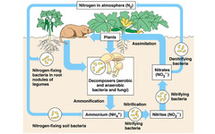 - Soil bacteria, microbes, and decomposers convert waste and dead biomass back into NH3 and return it to the soil