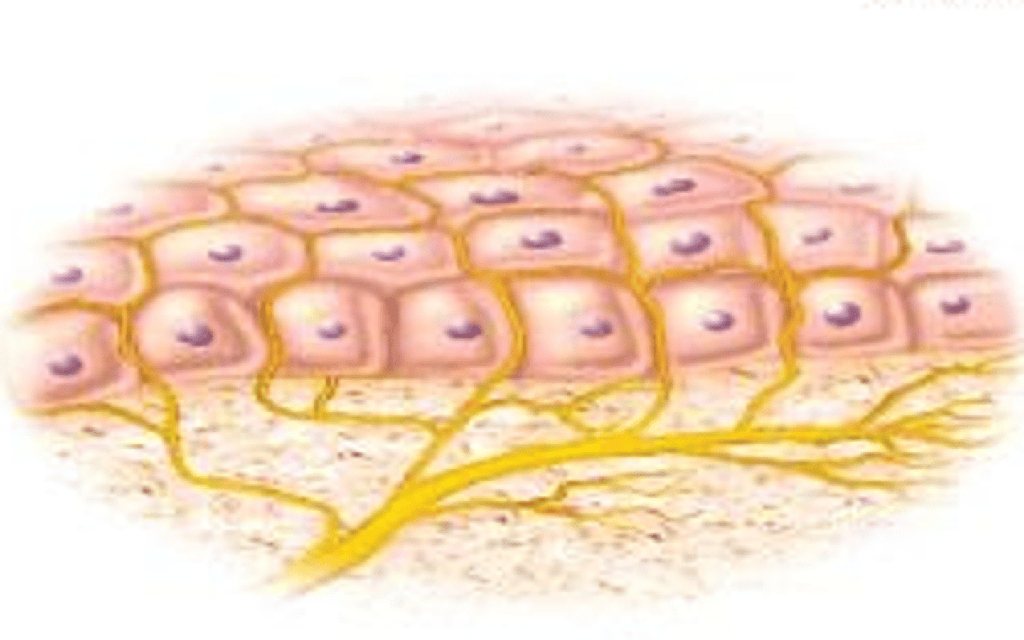 <p>detect touch and pressure</p><p>found everywhere in the skin and other tissues</p>