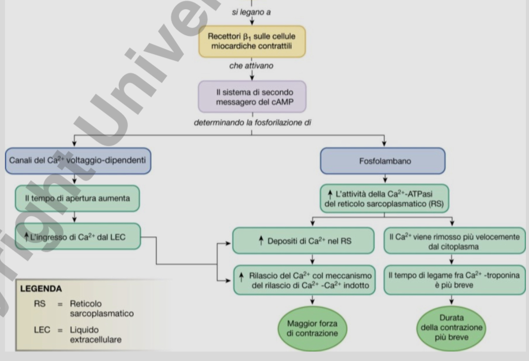 <ul><li><p><strong><u>Regolata dal SNA</u></strong></p><ul><li><p><strong>regolazione estrinseca</strong></p><ul><li><p>SNA controlla anche la forza di contrazione del cuore</p><ul><li><p><strong>ortosimpatico</strong> nella muscolatura ventricolare</p></li></ul></li></ul></li><li><p>L’intento è regolare il calcio che ha un ruolo importante nella contrazione</p></li><li><p><strong>meccanismo</strong></p><ul><li><p>catecolammine interagiscono con il recettore beta 1 adrenergico</p></li><li><p>attiva le proteine Gs</p></li><li><p>attivo l’adenilato ciclasi</p></li><li><p>aumento di cAMP</p></li><li><p>attivo le PKA</p></li><li><p><strong>target della fosforilazione</strong></p><ul><li><p>troponina</p></li></ul><ul><li><p>canali del calcio</p><ul><li><p>aumenta il tempo di apertura dei canali del calcio voltagggio dipendenti di tipo L</p></li><li><p>determinano la fase di plateau della contrazione</p></li></ul></li><li><p>P-fosfolambano</p></li></ul></li></ul></li></ul></li></ul>