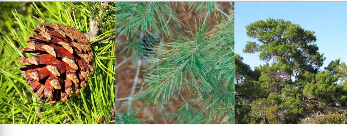 <p>sand pine, Pinaceae family</p><p>2 short needles per bundle</p>